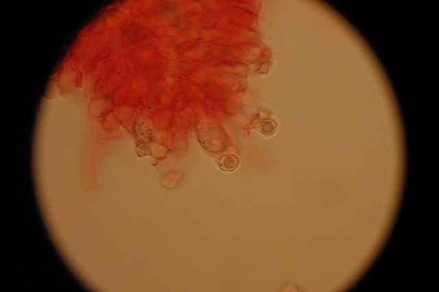 Messa a punto del microscopio
